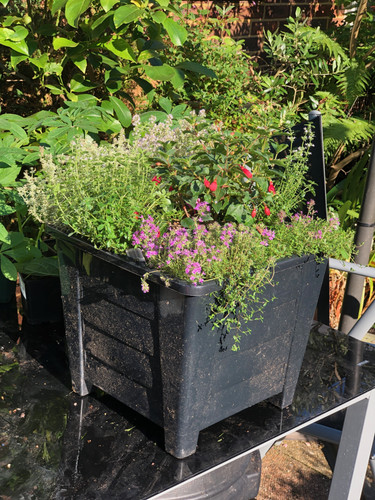 Herb container available as a single container or as one of a pair. Silver Posie thyme and creeping red thyme with a bush fuschia
