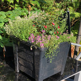 11) £30 Herb and fuschia square container