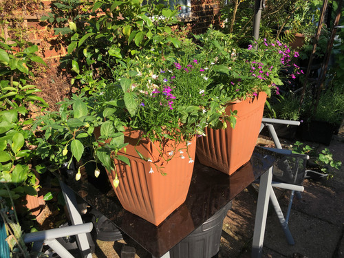 Tall reusable containers with arrangements of bush and trailing fuschia with unusual rose lobelia.