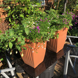 16) £55 pair of tall containers with fuschias and rose lobelia