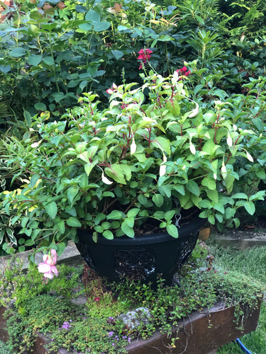 Durable basket that will last for years. Mature fuschia that will flower for months