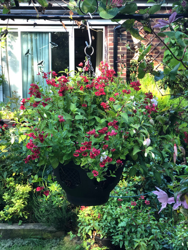 Durable basket that will last for years with removable lattice windows. The fuschia has months of flowering ahead.