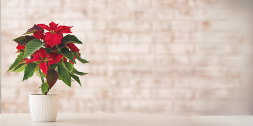 winter special collection.png