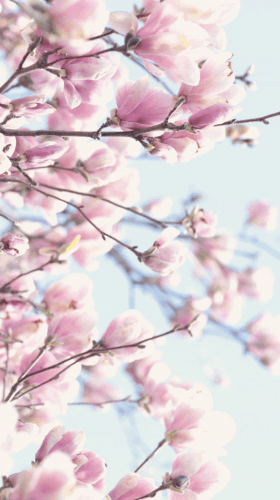 Untitled design (1).gif