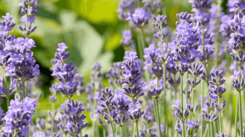 Untitled design (2).gif