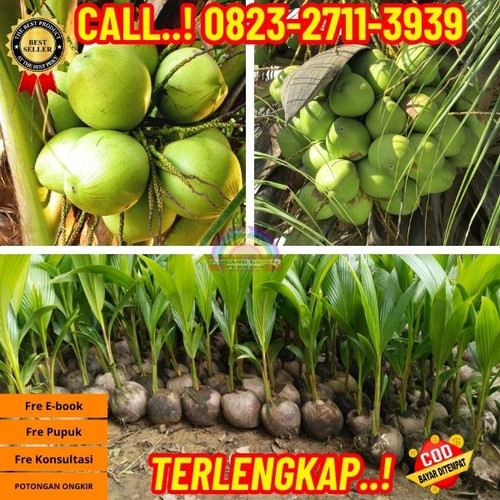 HARGA MURAH ! H.Tovix CALL : 0823-2711-3939 Penjual Pohon Kelapa Genjah Entok di Kebumen-Buayan-Adiw.jpg