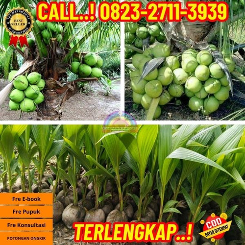 HARGA MURAH ! H.Tovix CALL : 0823-2711-3939 Penjual  Pohon Kelapa Yang Cepat Berbuah di Kebumen-Ayah.jpg