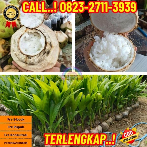 TERMURAH ! H.Tovix CALL : 0823-2711-3939 Penjual Pohon Kelapa Kopyor Genjah di Kebumen-Buayan-Buayan.jpg