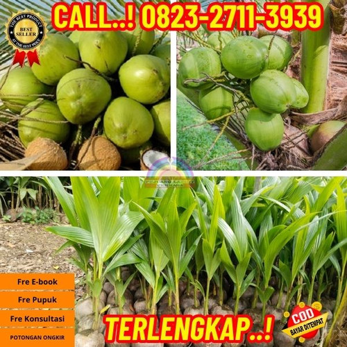 TERPERCAYA ! H.Tovix CALL : 0823-2711-3939 Penjual Pohon Kelapa Yang Bercabang di Kebumen-Bonorowo-B.jpg