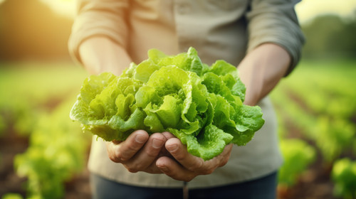 Person hands farmer and greenhouse vegetables or gardening for agriculture or farming business and g.jpg