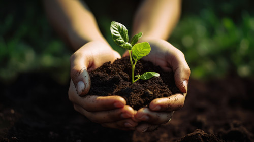 Plant growth and soil in hands for earth day support and sustainability with gardening dirt fertiliz.jpg