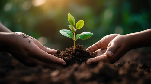 Plant growth and sustainability with people holding a budding flower in soil closeup for conservatio.jpg