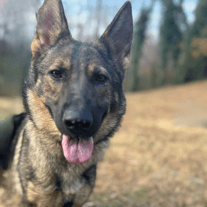 Kennel Master Online Course | Expert Training by Custom Canine Unlimited.png