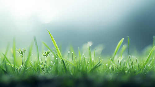 Young grass soft focus 00795 02.jpg