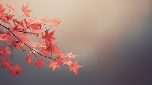  soft focus 01080 01.jpg