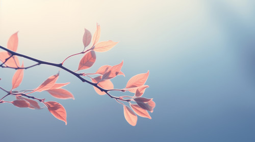  1 soft focus 01063 01.jpg