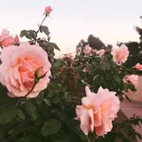 Aesthetic flower gif.webp