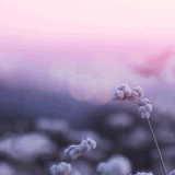 beautiful flower animated gif10.gif