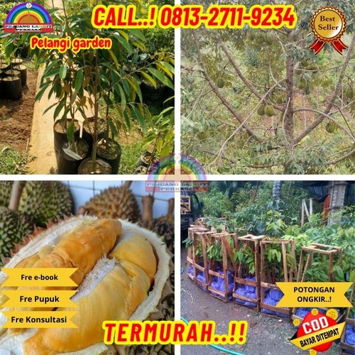 PRODUSEN BIBIT UNGGULAN ! H.Tovix CALL: 0813-2711-9234 Jual Pohon Durian Hasil Okulasi Ke Kec.Selat.jpg