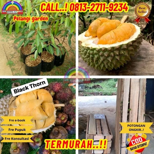 LANGSUNG DARI KEBUN ! H.Tovix CALL: 0813-2711-9234 Jual Pohon Durian Hitam Ke Kec.Selat Nasik-Desa N.jpg