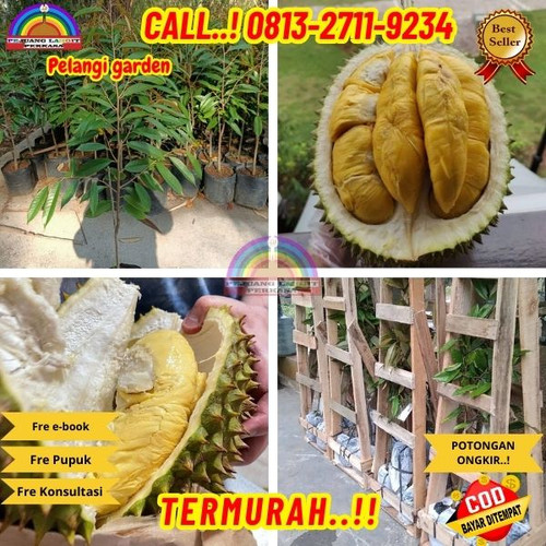 HARGA PETANI ! H.Tovix CALL: 0813-2711-9234 Jual Pohon Durian Kaki 3 Ke Kec.Selat Nasik-Desa Tunggal.jpg