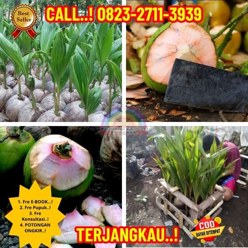 HARGA GROSIR ! H.Tovix CALL : 0823-2711-3939 Penjual Pohon Kelapa Genjah Wulung di Kebumen-Ayah-Pasi.jpg