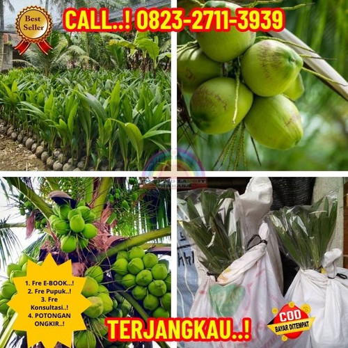 HARGA PENJUAL ! H.Tovix CALL : 0823-2711-3939 Penjual  Pohon Kelapa Yang Hidup Di Pulau Seratus di K.jpg