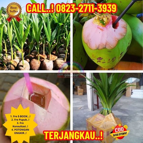 PAKET PENJUAL ! H.Tovix CALL : 0823-2711-3939 Penjual Pohon Kelapa Wulung di Kebumen-Ayah-Kedungweru.jpg