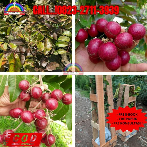 HARGA PENJUAL ! CALL: 0823-2711-3939 Jual Bibit Kelengkeng Merah Jogja Di Kebumen Klirong-Kedungsari.jpg