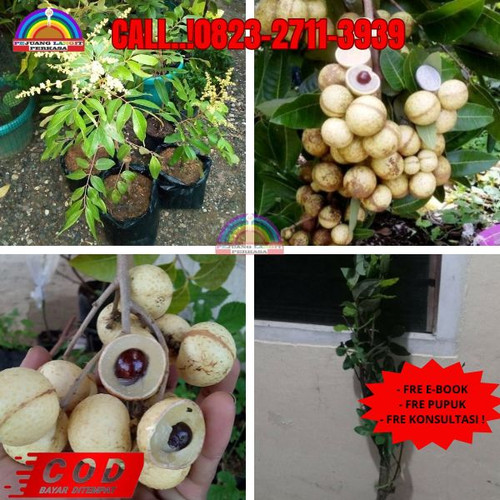 LANGSUNG PETANI ! CALL: 0823-2711-3939 Jual Bibit Kelengkeng Matalada Berbunga Di Kebumen Klirong-Ke.jpg