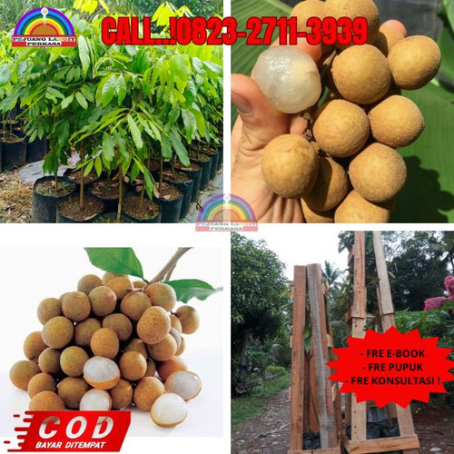 HARGA GROSIR ! CALL: 0823-2711-3939 Jual Bibit Kelengkeng Madu Di Kebumen Klirong-Karangglonggong.jpg