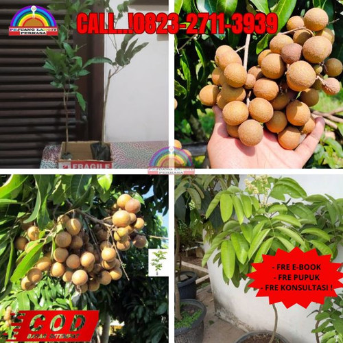 BANTING HARGA ! CALL: 0823-2711-3939 Jual Bibit Kelengkeng Makassar Di Kebumen Klirong-Kedungwinangu.jpg