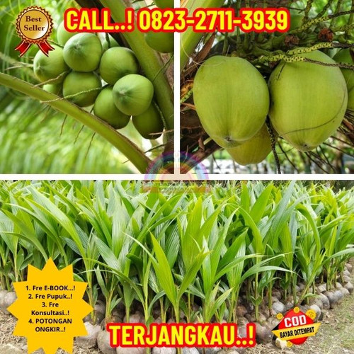 BANTING HARGA ! H.Tovix CALL : 0823-2711-3939 Penjual Pohon Kelapa Unik Dan Aneh di Kebumen-Ayah-Kal.jpg