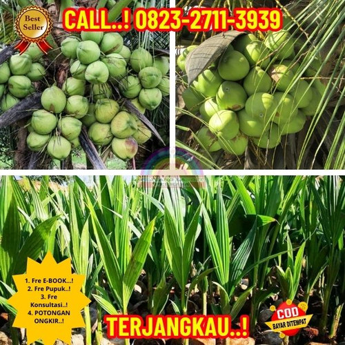 PROMO RESELLER ! H.Tovix CALL : 0823-2711-3939 Penjual Pohon Kelapa Unggul di Kebumen-Ayah-Kalibangk.jpg