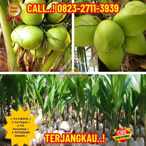 TERMURAH ! H.Tovix CALL : 0823-2711-3939 Penjual Pohon Kelapa Untuk Taman di Kebumen-Ayah-Jatijajar.jpg