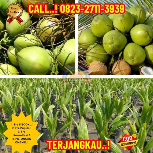 TERPERCAYA ! H.Tovix CALL : 0823-2711-3939 Penjual Pohon Kelapa Unik di Kebumen-Ayah-Demangsari.jpg