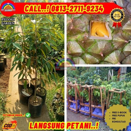 TERPERCAYA ! H.Tovix CALL: 0813-2711-9234 Jual Pohon Durian Musang King Yang Sudah Berbuah Ke Kec.Be.jpg