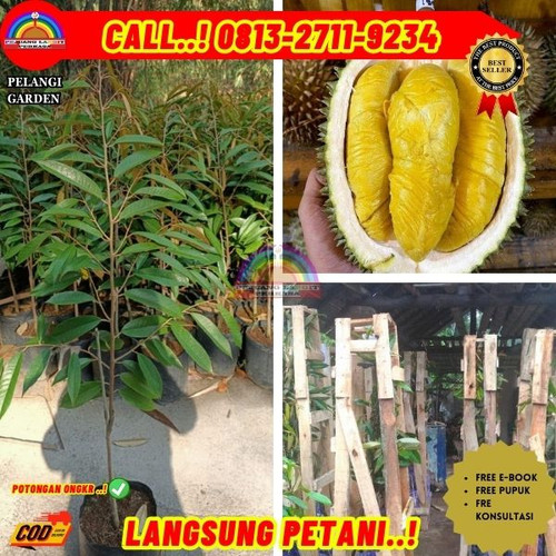 HARGA GROSIR ! H.Tovix CALL: 0813-2711-9234 Jual Pohon Durian Montong Berbuah Ke Kec.Belinyu-Desa Hu.jpg