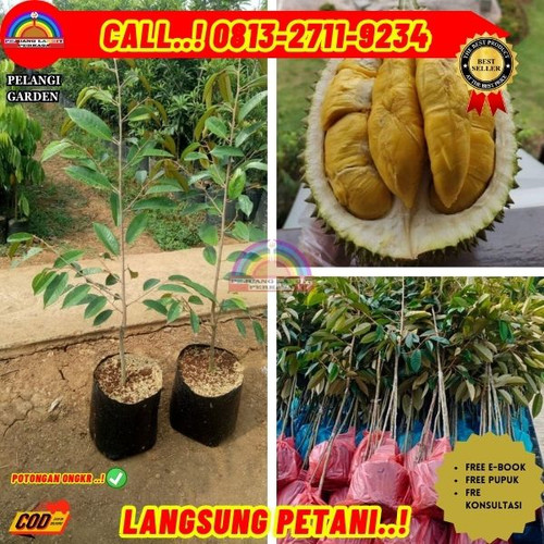 PRODUSEN BIBIT UNGGULAN ! H.Tovix CALL: 0813-2711-9234 Jual Pohon Durian Montong Pendek Ke Kec.Belin.jpg