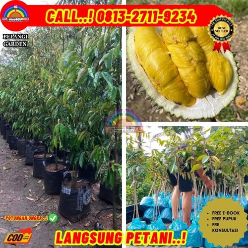 LANGSUNG DARI KEBUN ! H.Tovix CALL: 0813-2711-9234 Jual Pohon Durian Montong Ke Kec.Belinyu-Desa Air.jpg