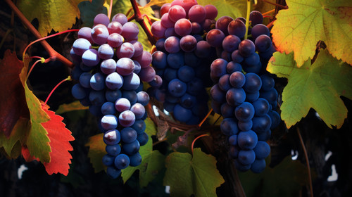 grapes on the vine 00925 03.jpg
