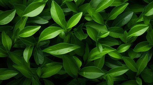 green tea leaves background 00926 03.jpg