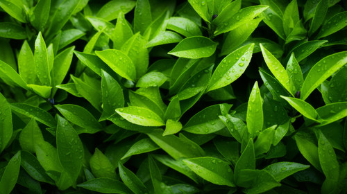 green tea leaves background 00926 01.jpg