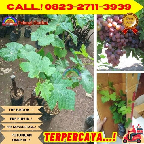 TERMURAH ! H.Tovix CALL: 0823-2711-3939 Jual Tanaman Anggur Dalam Pot Di Kebumen.jpg