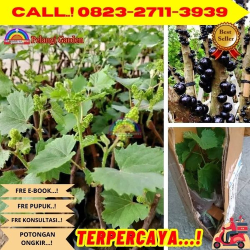 AMANAH ! H.Tovix CALL: 0823-2711-3939 Jual Tanaman Anggur Brazil Di Kebumen.jpg