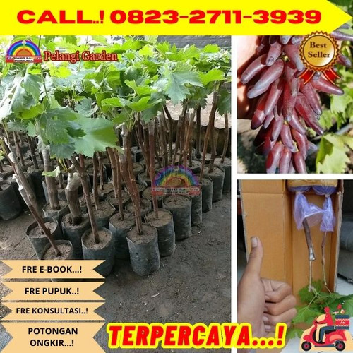 TERPERCAYA ! H.Tovix CALL: 0823-2711-3939 Jual Tanaman Anggur Hias Di Kebumen.jpg