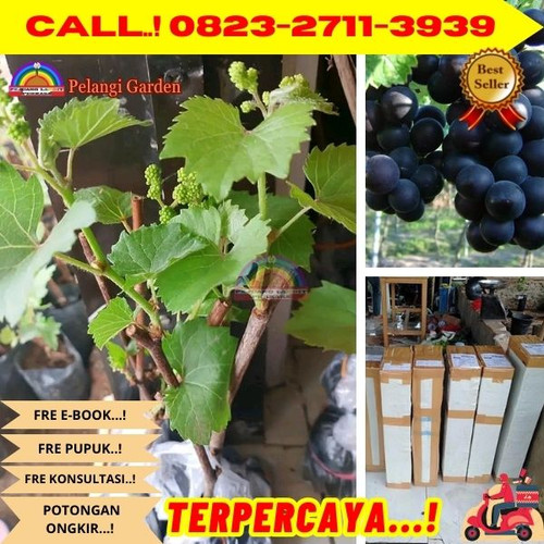 790. Jual Tanaman Anggur Depan Rumah.jpg