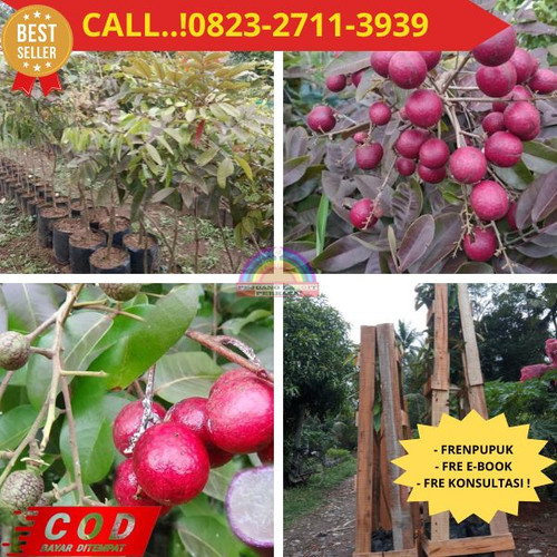 POTONGAN GILA ! CALL: 0823-2711-3939 Jual Bibit Kelengkeng Merah Magelang Di Kebumen Klirong-Klegenw.jpg