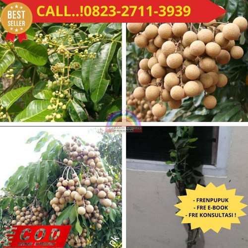 CUCI GUDANG ! CALL: 0823-2711-3939 Jual Bibit Kelengkeng New Kristal Di Kebumen Klirong-Klirong.jpg