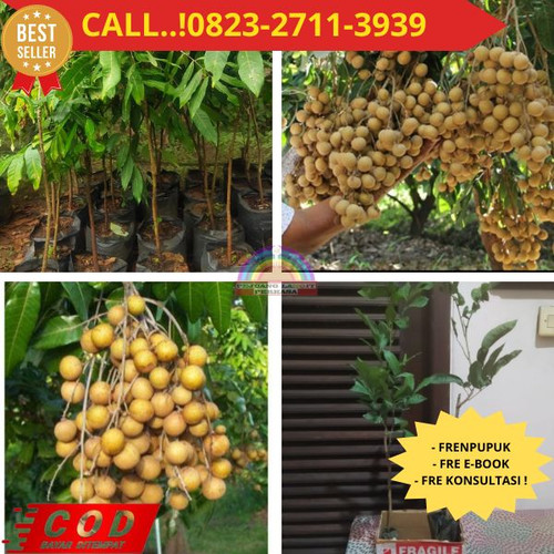 TERJANGKAU ! CALL: 0823-2711-3939 Jual Bibit Kelengkeng New Di Kebumen Klirong-Podoluhur.jpg